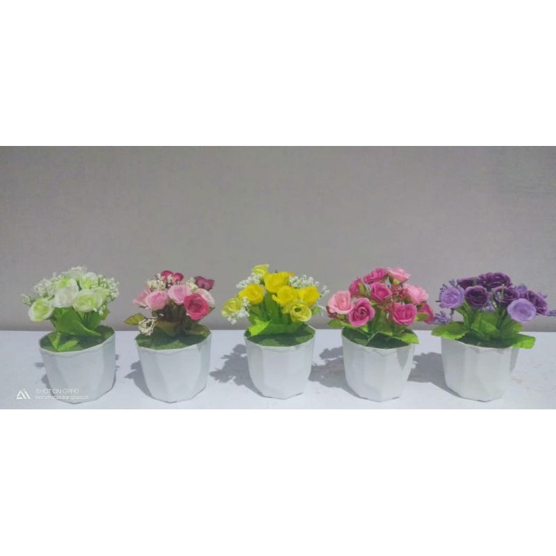 Bunga mawar pot mini, bunga hias mawar
