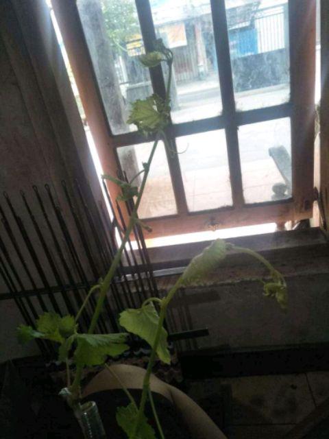 Bibit Anggur Jupiter Import. Bisa Untuk Tambulapot Harga Sanggat Terjangkau Bisa Cod