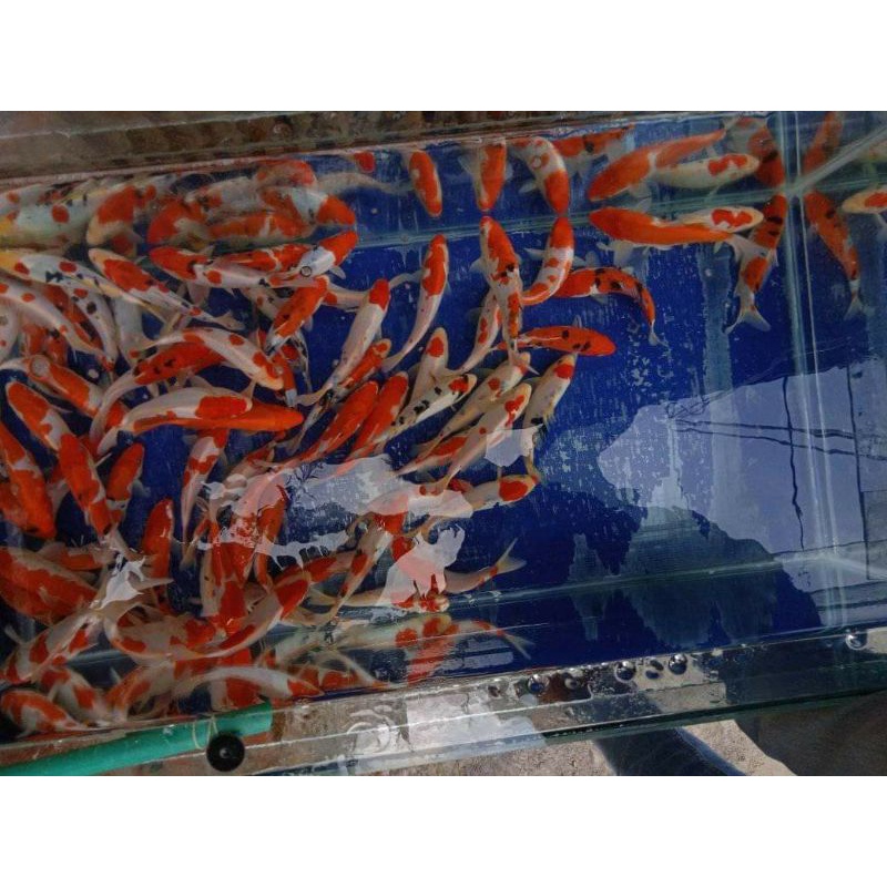 iK4N Koi Kohaku F1 Anakan Import Size 3 - 8 cm (Esui Koi)