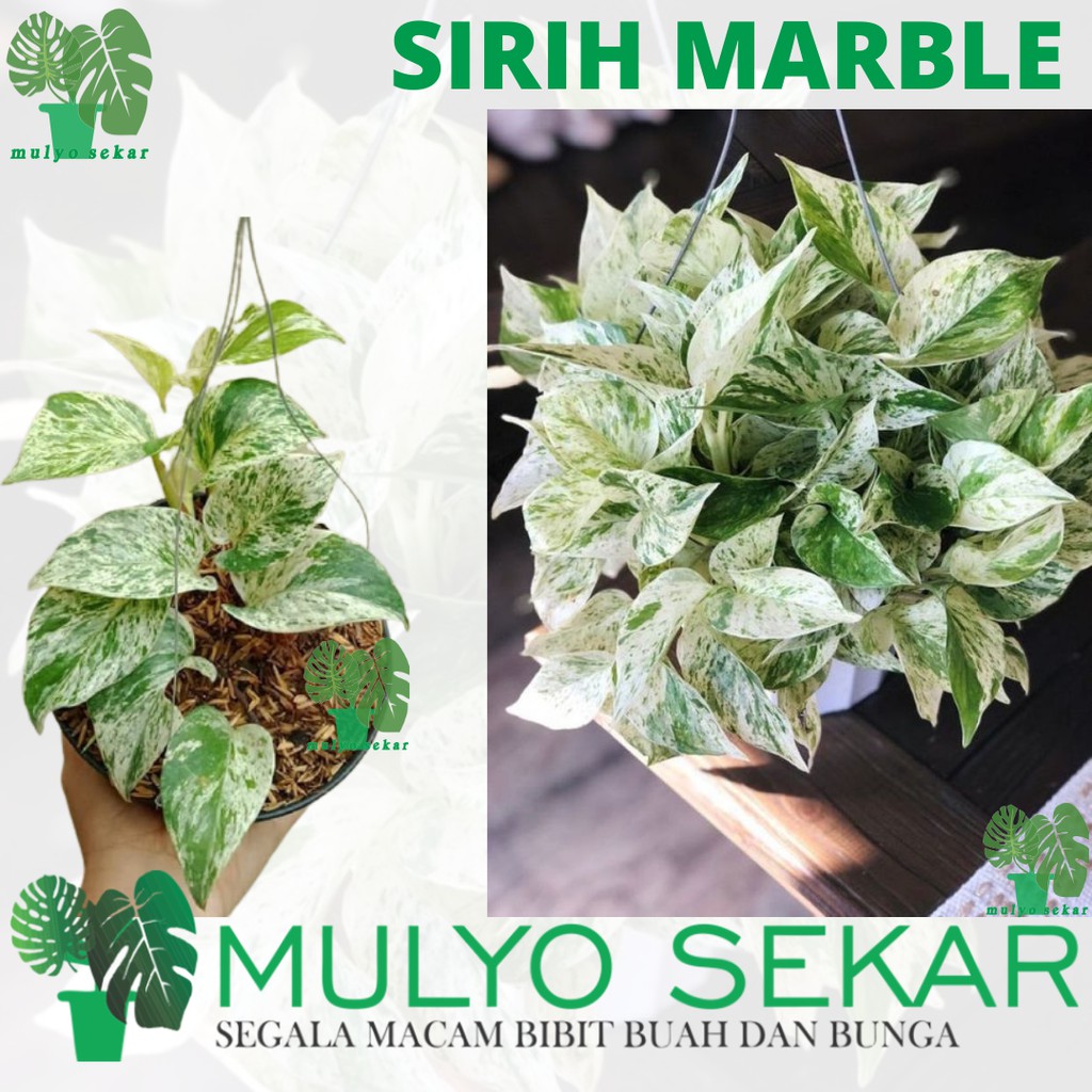 tanaman hias sirih marbel - tanaman daun - Tanaman Air - aesthetic decor