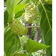 

daun mengkudu/pace Morinda citrifolia