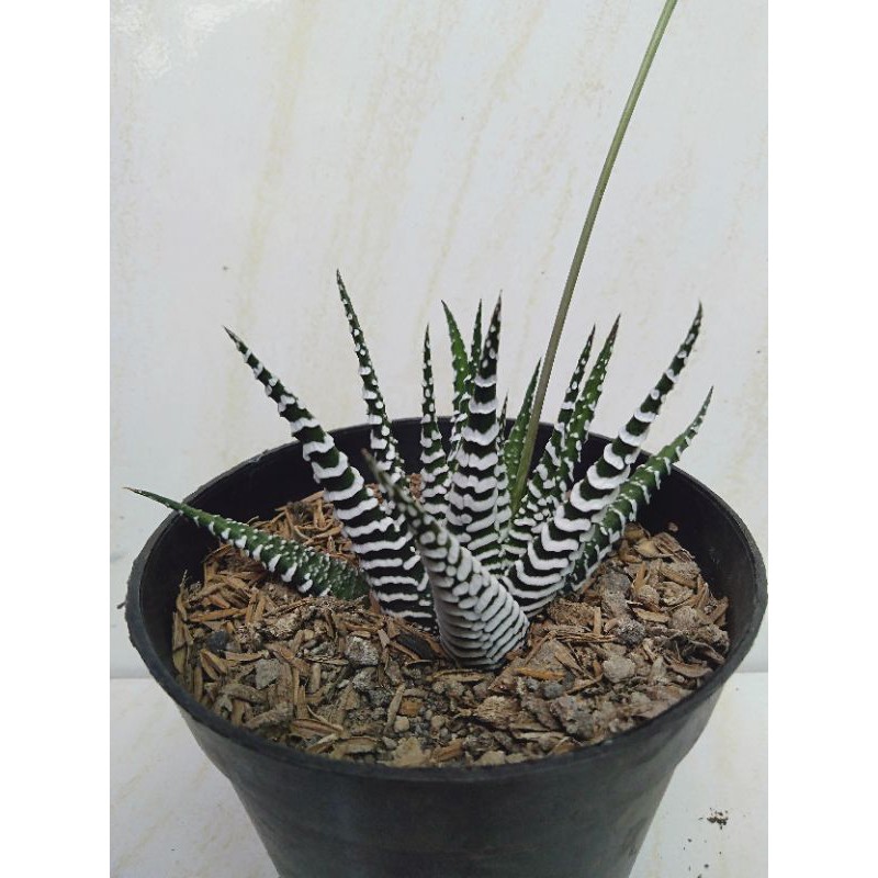 haworthia zebra