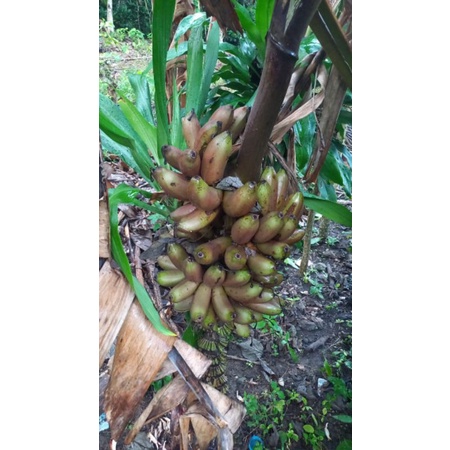 Promo bibit pisang merah - pisang raja merah