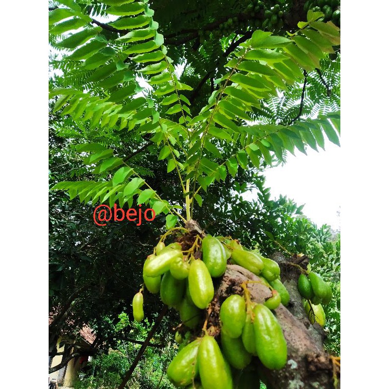 

daun belimbing wuluh obat herbal dan kingdom kosmetik