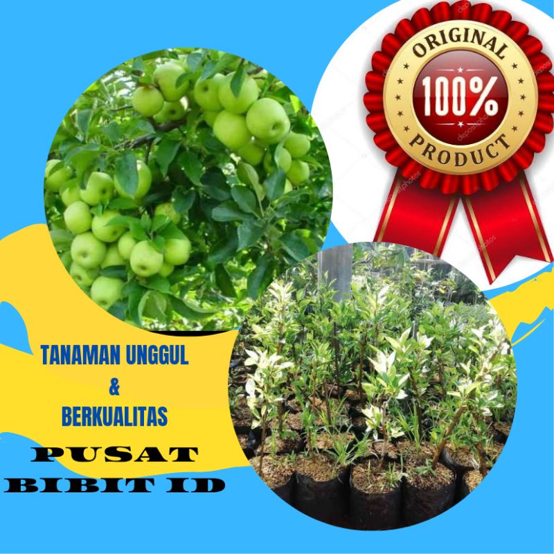 Bibit Apel Manalagi Cangkok siap berbuah