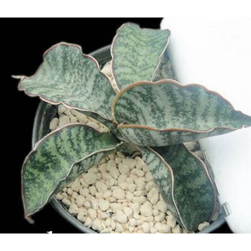 Bibit Tanaman Hias Sukulen Sansevieria Tiger Blue