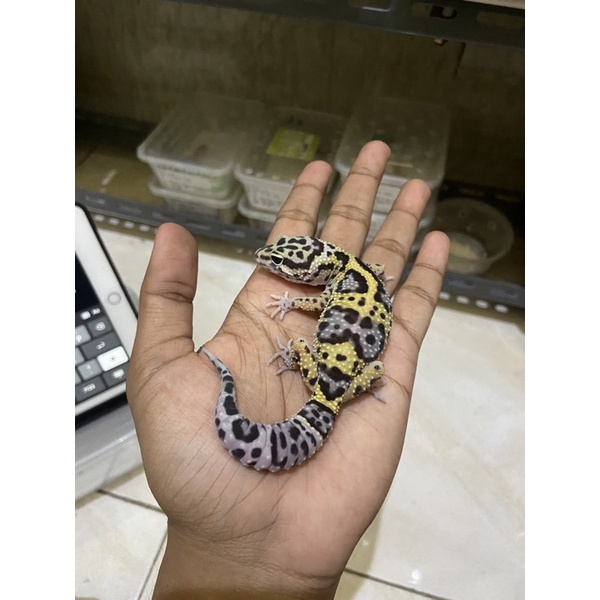 Leopard Gecko Female Macksnow Het Eclipse PH Tremper Cakep No. 849