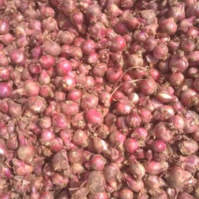 

Bawang merah Super Teamnggung