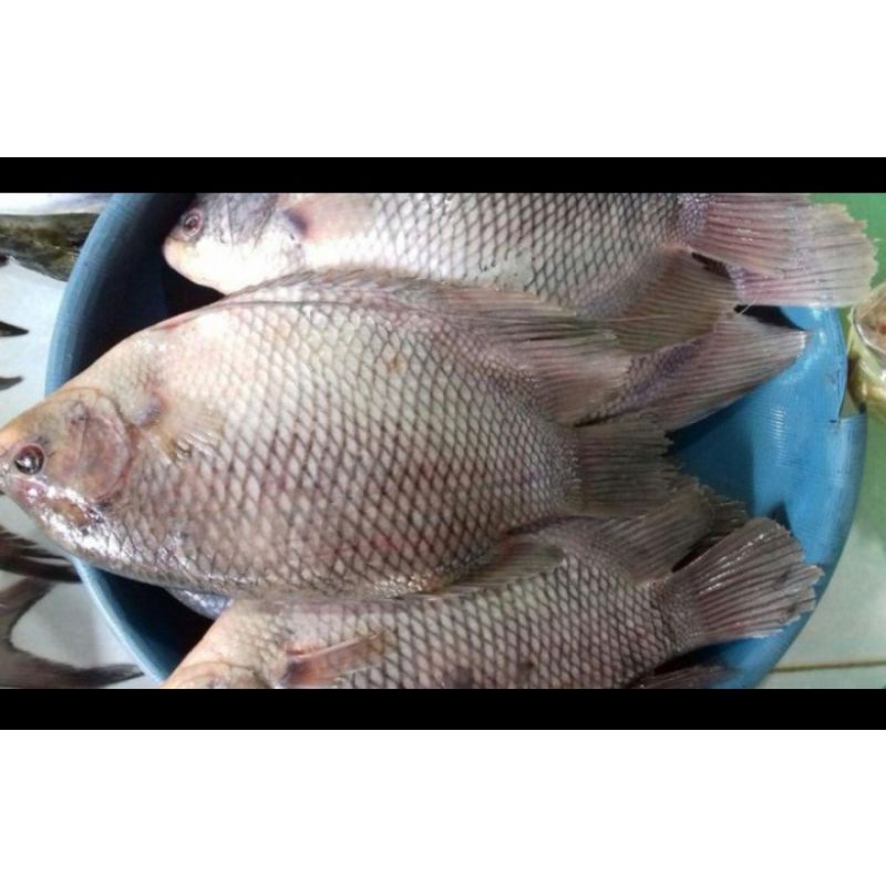 

Ikan Gurami