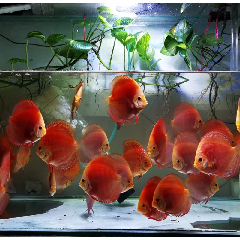 Ikan hias Discus RM Red Melon RR Red Raflesia uk kurleb 4 inchan, ikan asli spt foto bodi bulat gemp