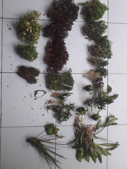 Wabikusa Cripto Winditi Gren.