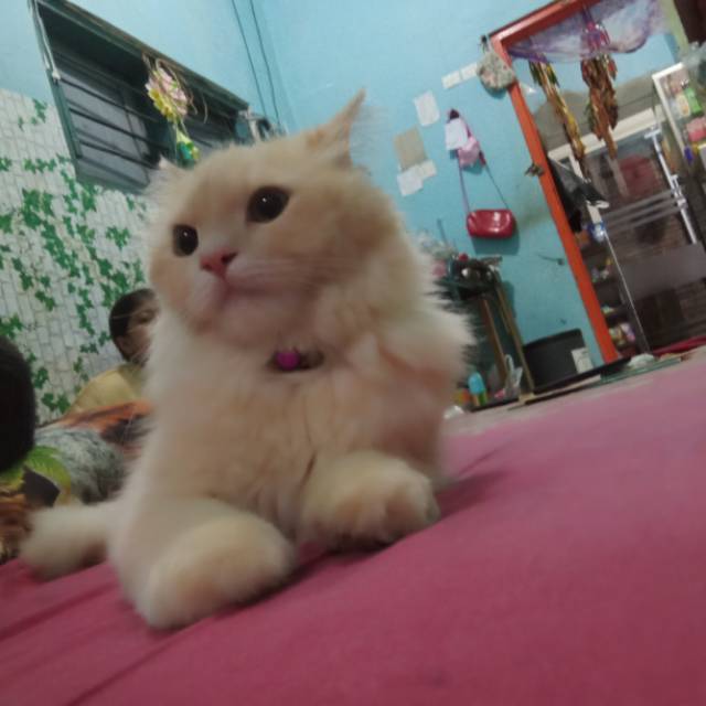 pratam_0