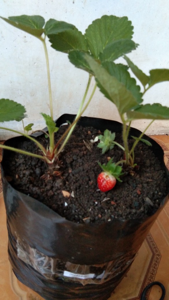 Polybag Ecer 10x10 15x15 20x20 25x25 30x30 40x40 18x18 Polibag Polibek