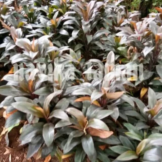 Tanaman Hias Hanjuang Merah Mini - Andong Merah Mini