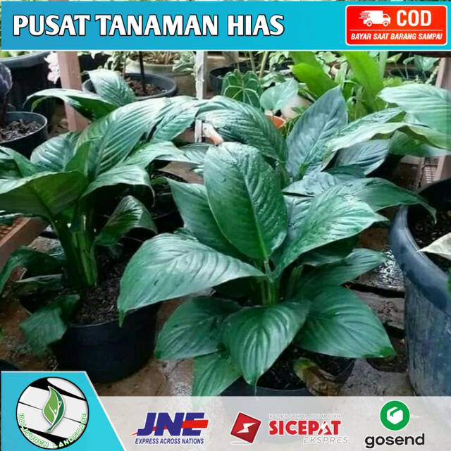 Tanaman hias peace lily giant - Tanaman indoor