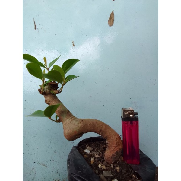 Bahan bonsai juwet/duweet subur berkarakter.