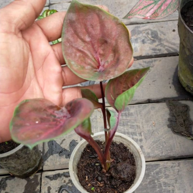 Caladium Hybrid Daun Ganda