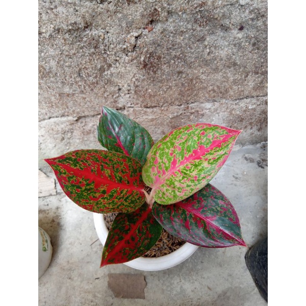 aglonema red stardust dan kocin kuning