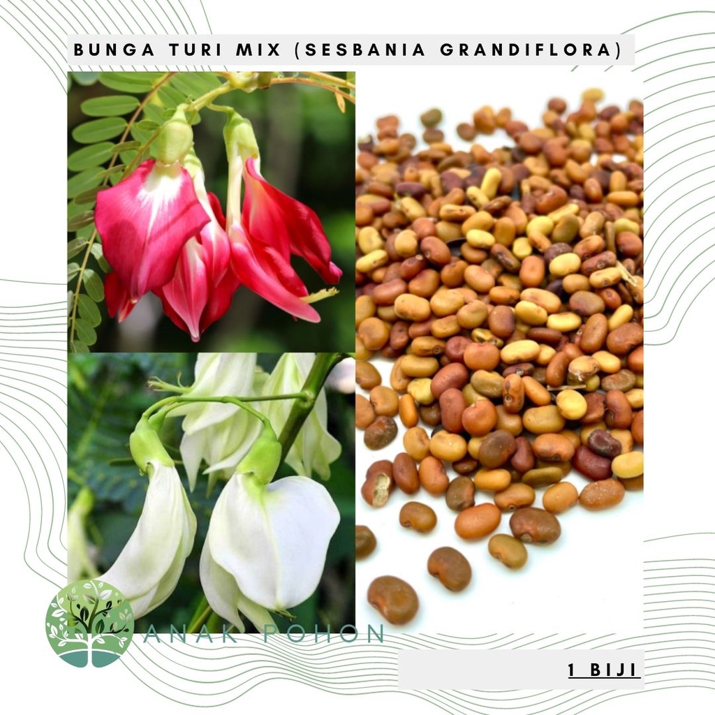 Benih Bibit Biji - Bunga Kembang Turi (Merah &amp; Putih) Campur Mix Seeds