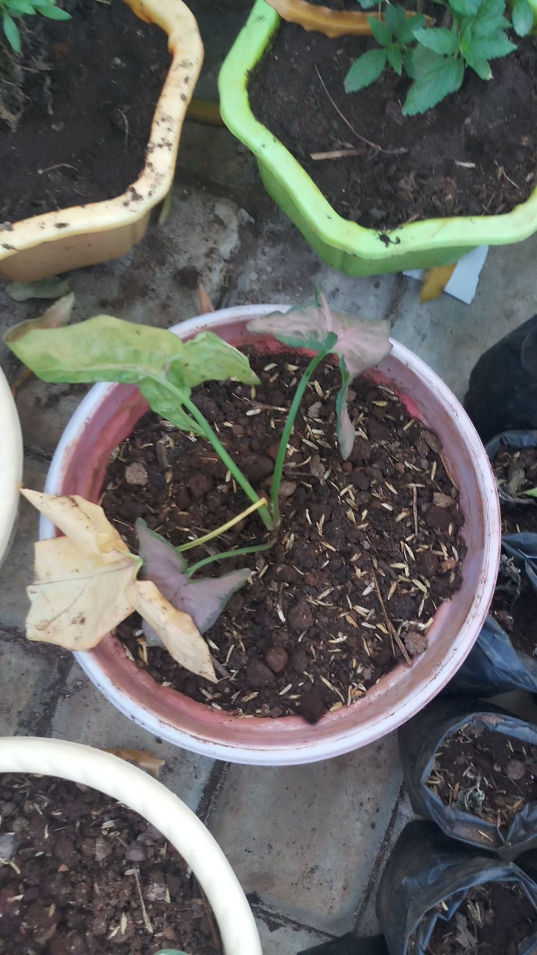 Promo Terbaru !! Tanaman Hias Sygonium Pink