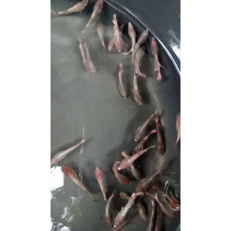 Ikan Cupang Nemo Copper 10 Ekor
