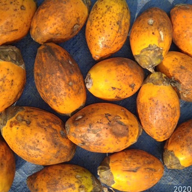 

Buah pinang tua