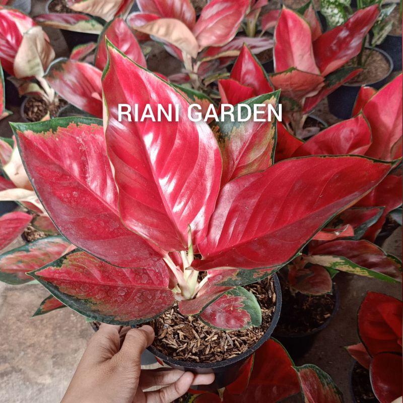 BUNGA AGLONEMA SUKSOM JAIPONG