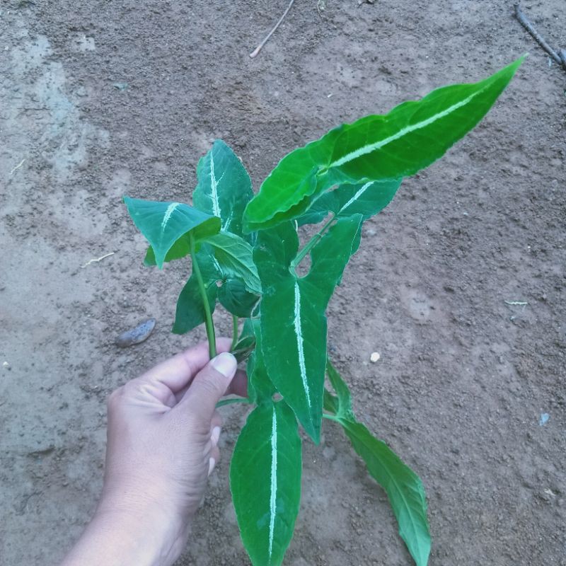 Talas Hias Keladi Tikus