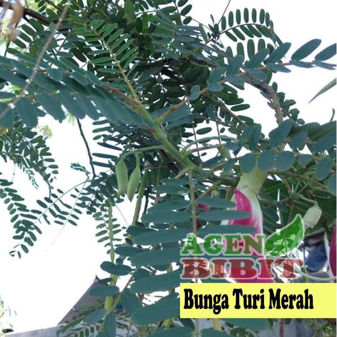 Hai Bibit Tanaman Bunga Turi Merah - Kembang Hias Outdoor Dan Obat Herbal