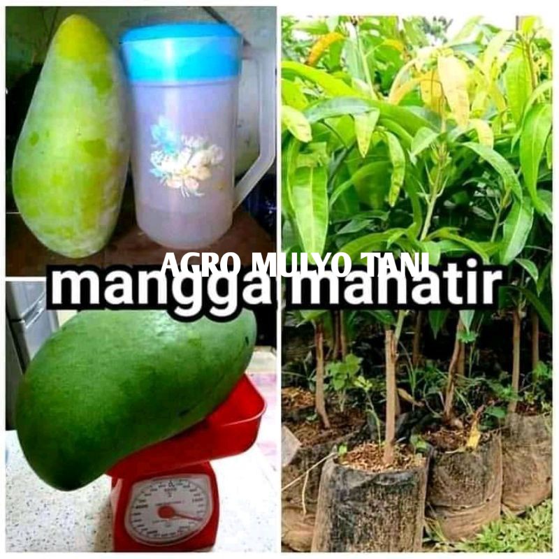 Bibit Mangga Mahatir Okulasi