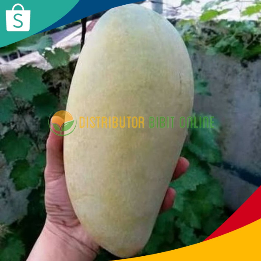 [COD] Bibit Buah Tanaman Mangga Kiojay Hasil Okulasi bibit okulasi majalengka tanaman buah buahan