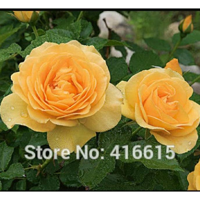 Extrim Bibit Mawar Floribunda Kuning