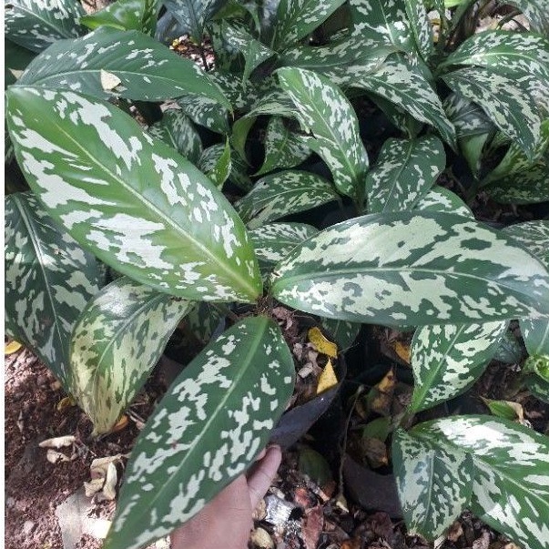 tanaman hias aglonema blanceng army pictum Tanaman Hidup-,Bunga Hidup Murah Bunga Hiasan rumah