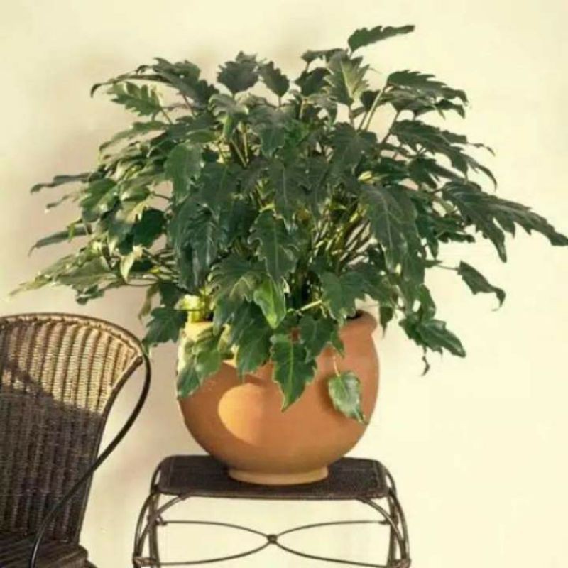 Bibit Tanaman Hias Philodendron Xanadu