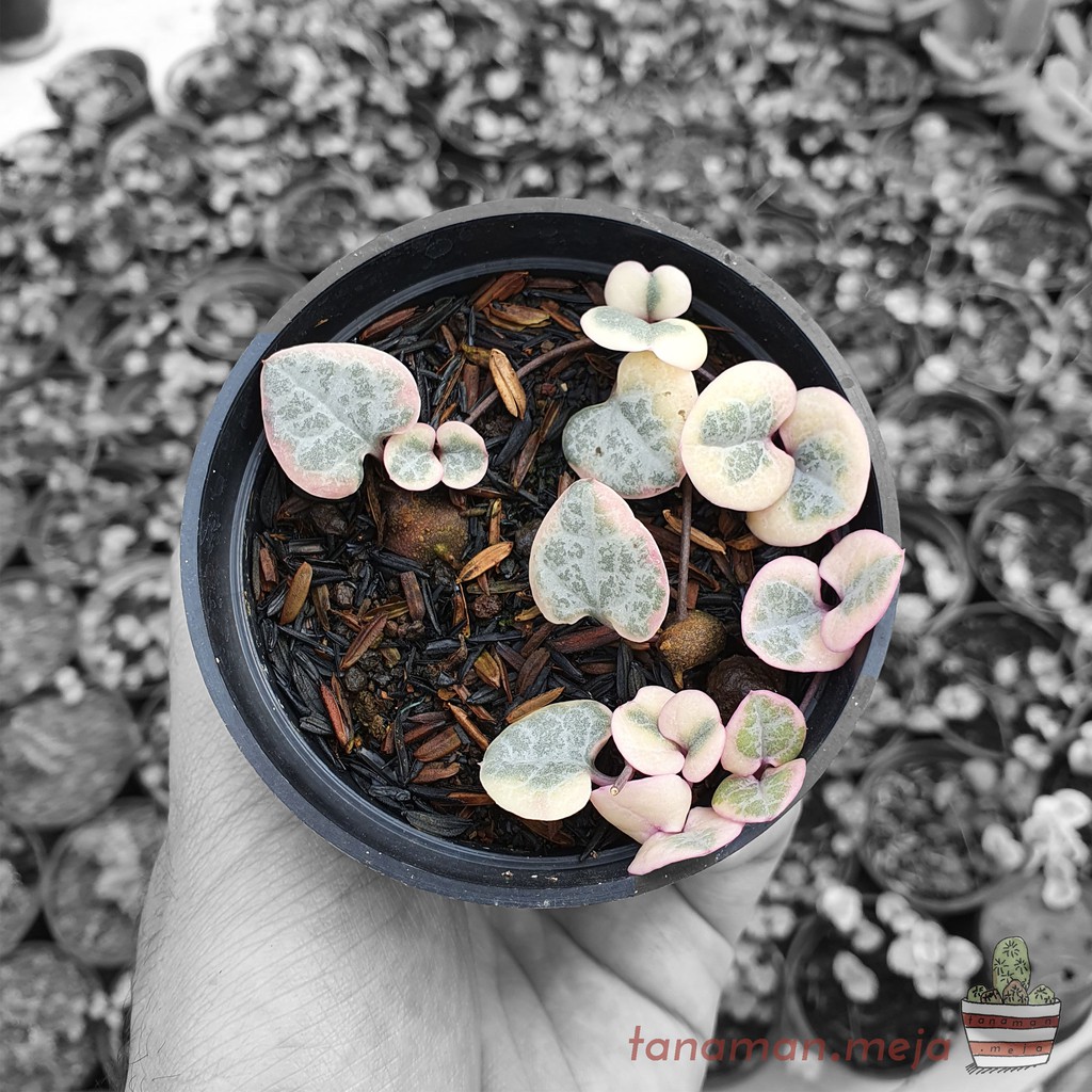 Tanaman Hias Hidup - Kaktus dan Sukulen (String Of Hearts / Ceropegia Woodii Varigata)