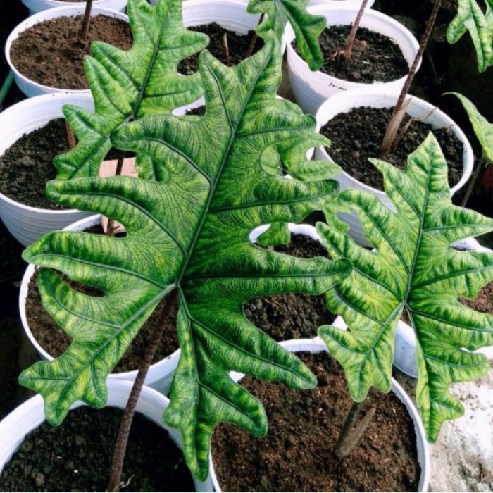 Unik Alocasia Jacklyn - Alocasia Tanduk Rusa Bonggol alocasia jacklyn Limited