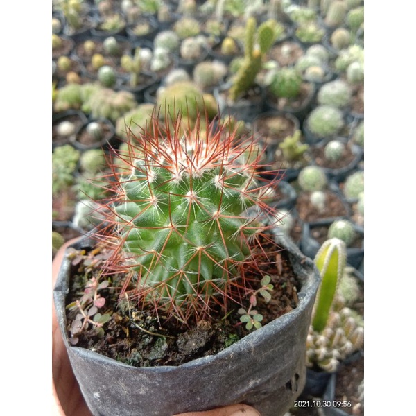 kaktus pasaman/kaktus murah/kaktus ownroot/kaktus import