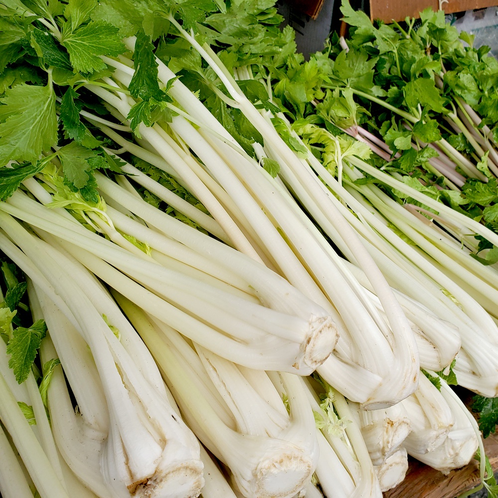 Benih Bibit Biji - Chinese White Celery Seledri Batang Putih Seeds - IMPORT