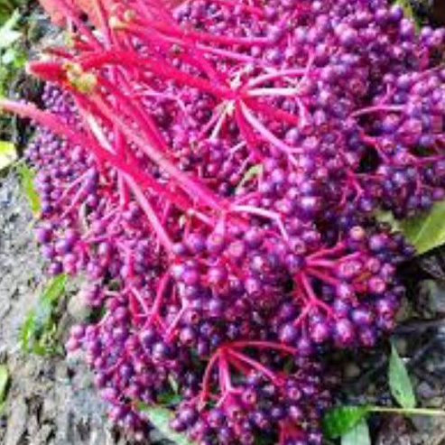 500 GRAM BUAH PARIJOTO UNTUK PROMIL UNTUK IBU HAMIL BUAH PARIJOTHO ASLI MURIA FRESH