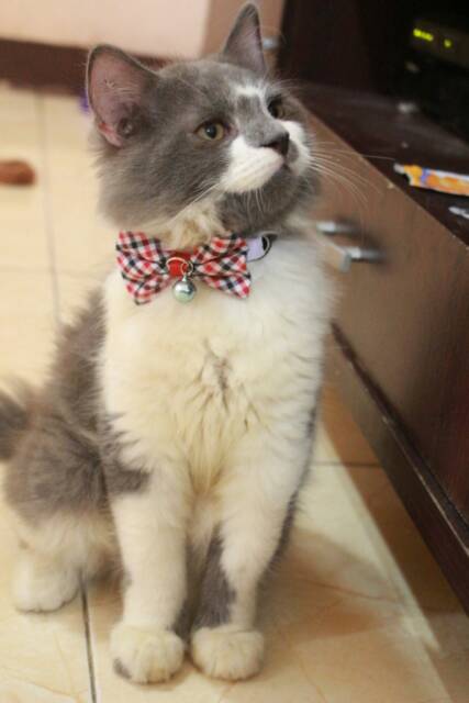 Dasi kupu-kupu motif kotak-kotak merah biru lucu untuk kucing / aksesoris bowtie kucing dan anjing