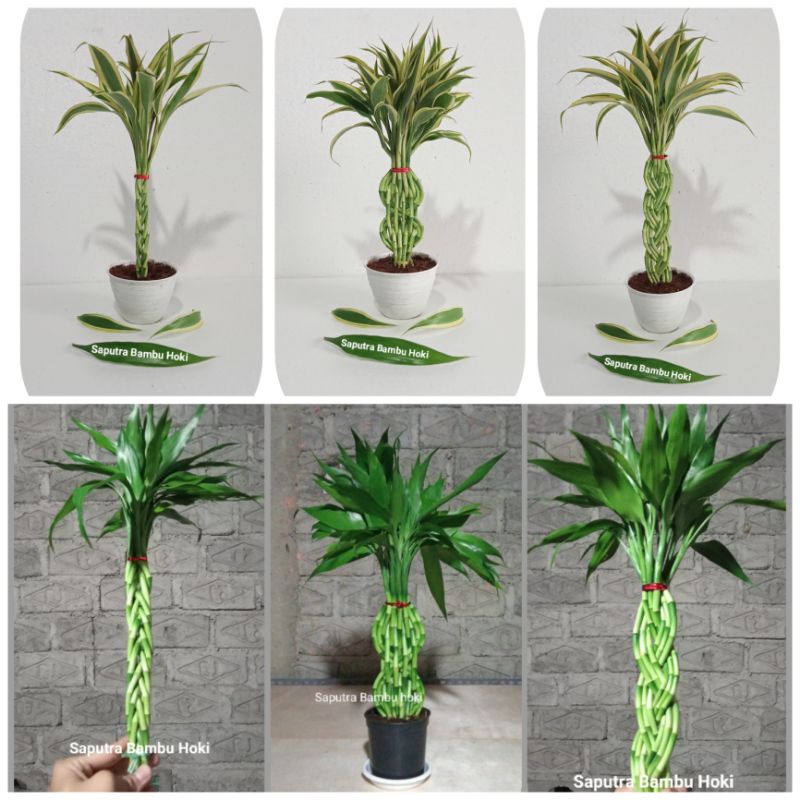 Bambu Hoki / Bambu Air / Sri Rezeki / Lucky Bambu Hoki / Aquascap angka 8 /cobra / pacira / souvenir