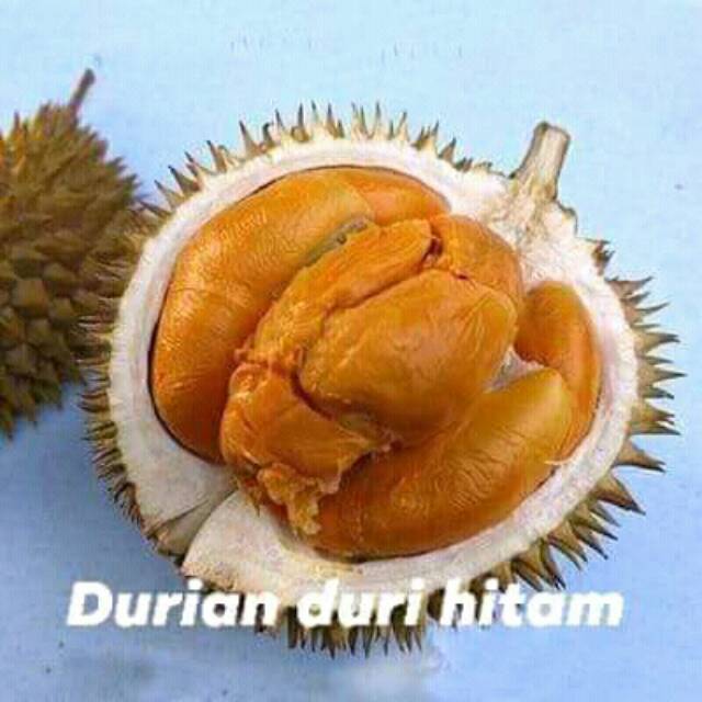 Bibit durian duri hitam