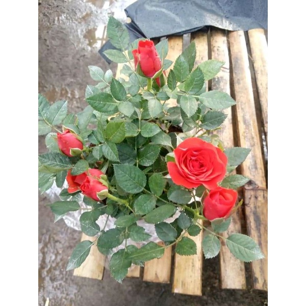 Bunga mawar merah wangi [bunga mawar holand jumbo ]