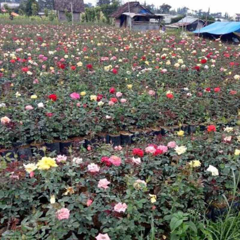mawar pot bibit mawar merah
