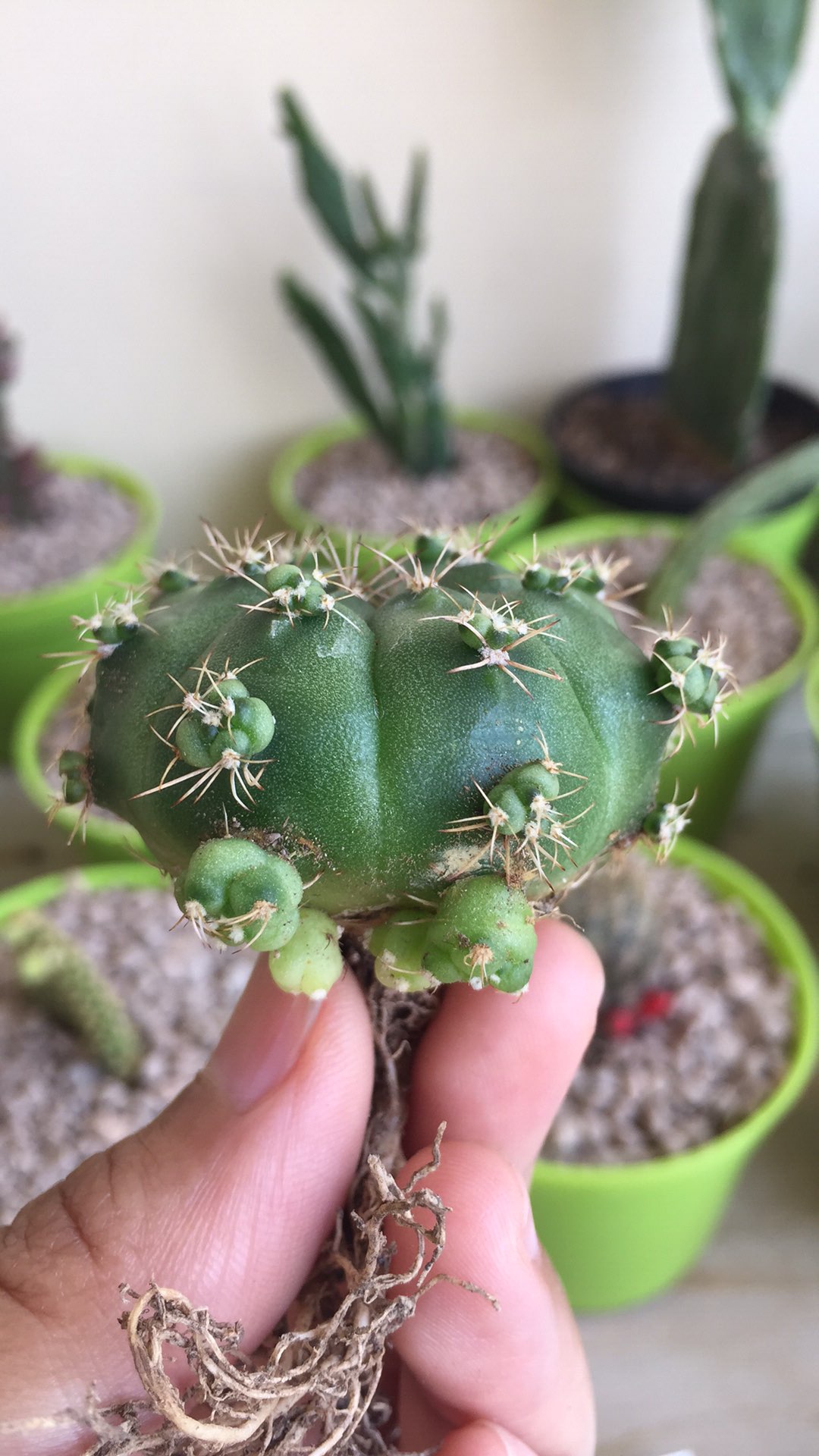 Sukulen Dan Kaktus Mini (gymnocalycium Damsii)