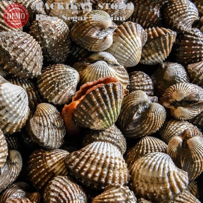 

Kerang Dara Hidup Live Seafood Dan Bergaransi