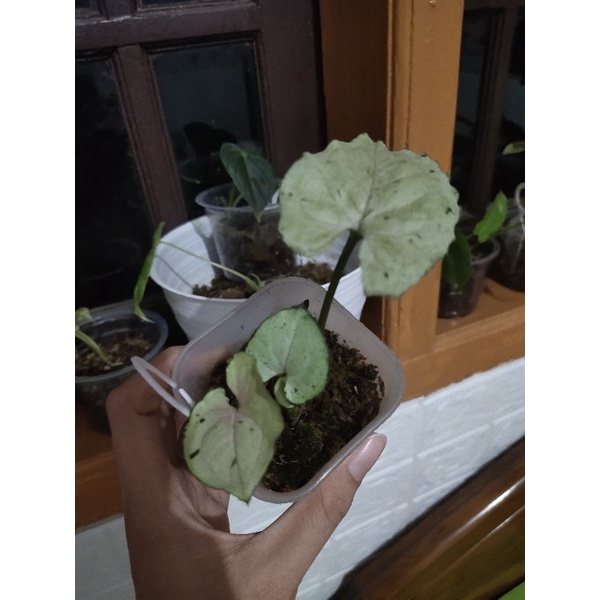 Syngonium green splash