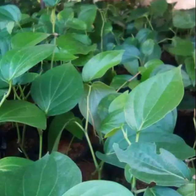 DAUN SIRIH HIJAU SEGAR 1KG