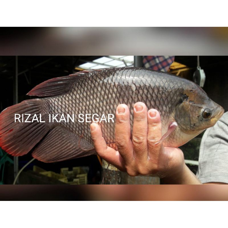 

IKAN GURAME HIDUP SEGAR 1000gr