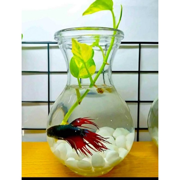 Aquarium ikan Cupang/Vas kaca tebel